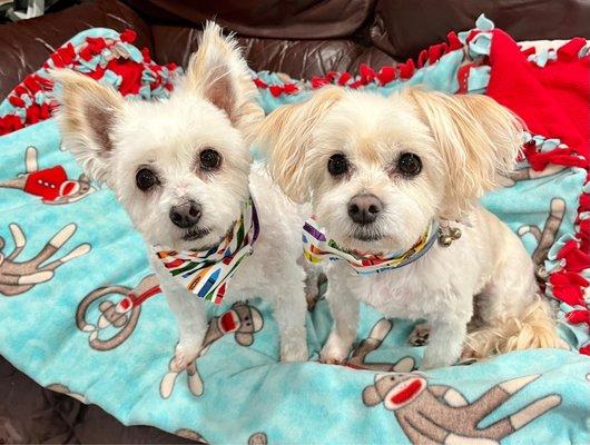 These are Phillip and Pierre 11 year old neutered foster brothers