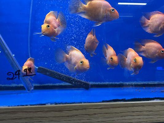 Parrot Fish - I just  these.