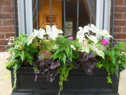 Shady South Philly Window Box