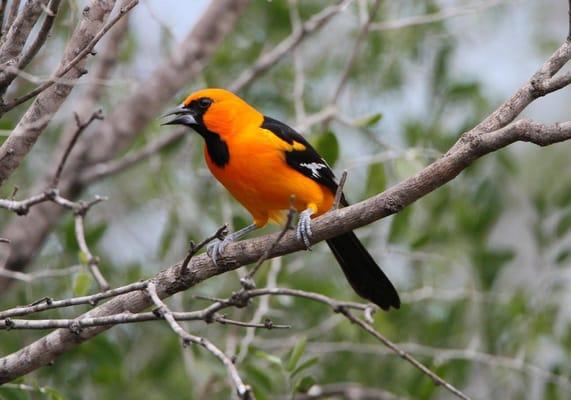 Great shot of an Altamira Oriole Bird @OleanderAcres #birdwatching