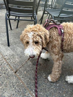 I like to sit outside with The Nova Doodle.