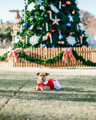 Make sure to check out our historic downtown, completely decorated for the holiday season.