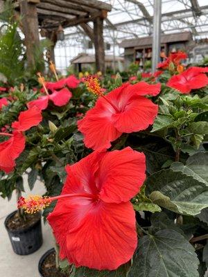 Tropical hibiscus