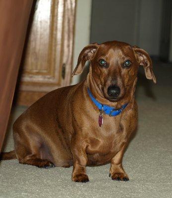 EJ brown dachshund