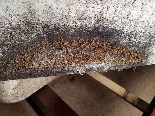 Bed bugs and eggs on mattress.