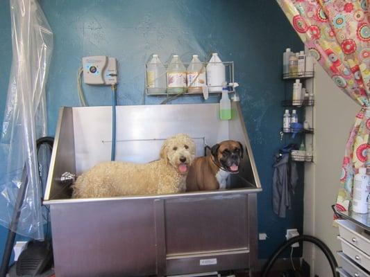 fun in the tub, they insisted to have a bath together