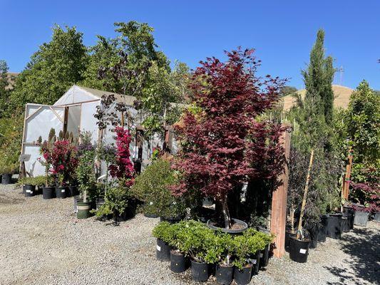 Lisa Arnold Nursery Sales