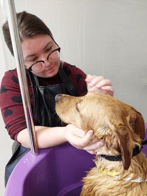 Billie the shelter dog getting cleaned up and ready for a forever home