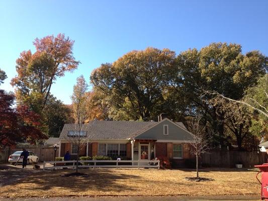 A removal project with a happy ending. two large trees down, then two trees and sod installed