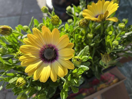 Sunny days deserve sunny flowers for your garden!