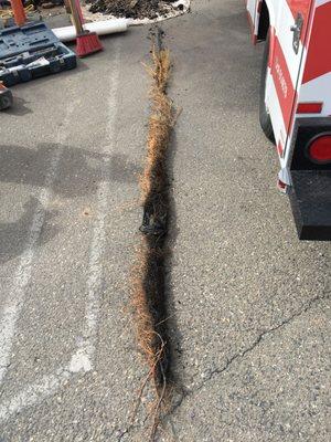 Don't get stuck with one of these root monsters in your lines! Call us today at 805-925-0199 for preventative maintenance cleaning.