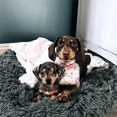 Dachshund Pups