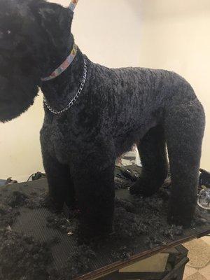 This is Jay he's a Kerry blue terrier