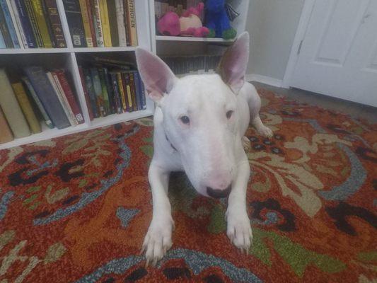 Harrison the Bull Terrier