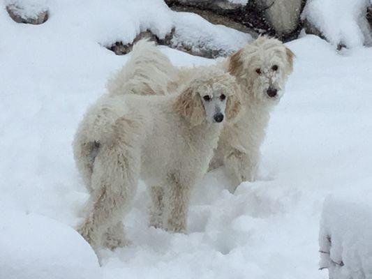 Winter coats as they love to wallow in the snow.