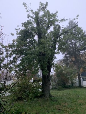 100 year old Oak tree with top branches removed.