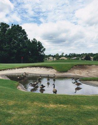 There's been some rain over the last few days. This is a greenside bunker on 16. 7/31/17