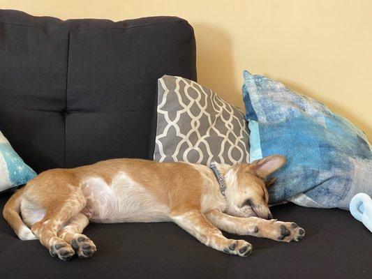 Knocked out after his nice bath