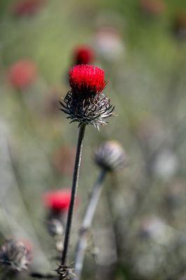 Shell Ridge Open Space