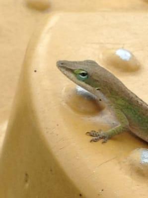 The mum of the American anole lizard that Gail was holding is staring at us.