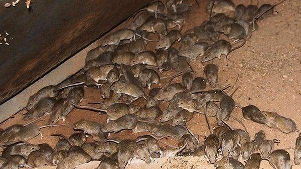 Mice! We will eradicate your mouse & rodent problems.