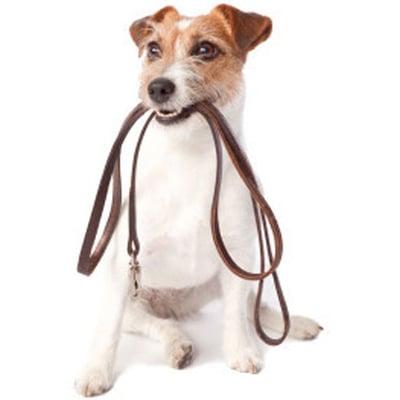 Pet Sitters of Las Vegas Dog Walking