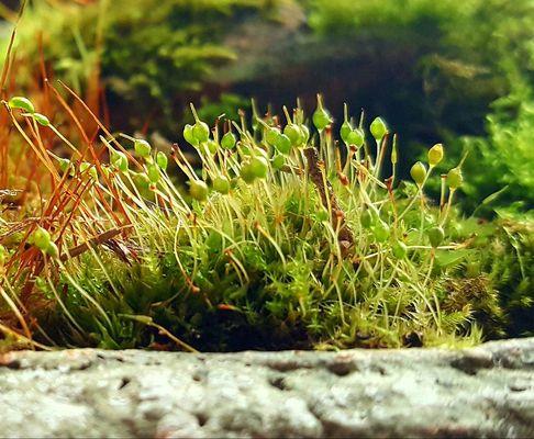 Misty moss bowl.