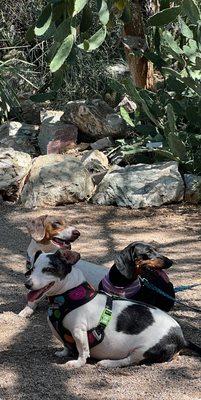 Tucson Botanical Gardens