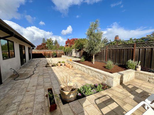 Corsica flagstones and retaining wall 48 inches box olive tree plants mulch drip system Los Altos ca project