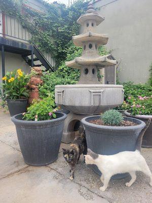 In the courtyard behind the school.