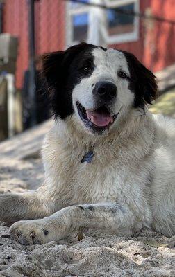 Aspen chilling at Doglando Enrichment