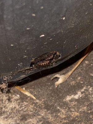 Millipedes crawling out of pot