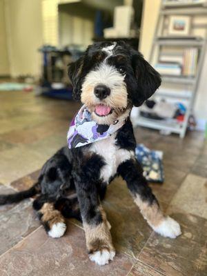 Puppy after her first groom