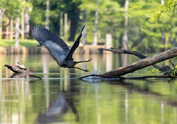 Great Blue Heron flanked by turtles on the Big Cypress Bayou