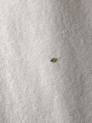 Bed Bugs In The King Suite. Second Floor Room 212