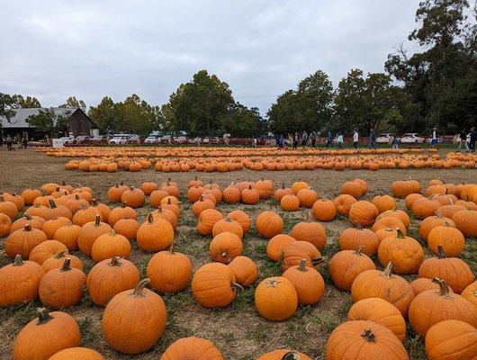 Front area has pumpkins good for carving