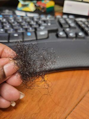 Some hair pulled out from the root. You can see the white bulbs at the end of the hair shaft.