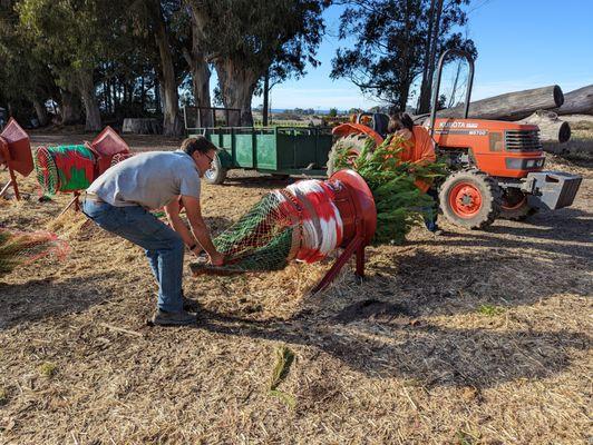 Jake and crew netting the tree.