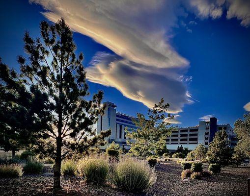 Backlit xeriscape