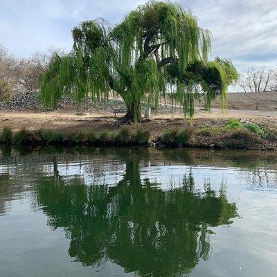 Gorgeous weeping willow tree next to the river.