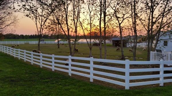 Sheep paddock at sunset