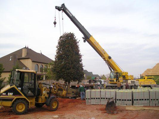 Large holly installed by Scapes inc. for a landscape client in oklahoma city (okc)