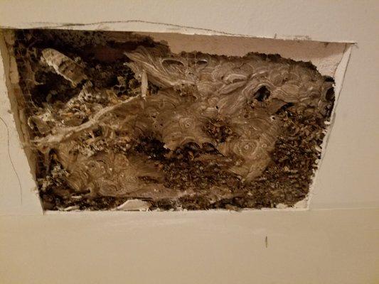 Massive wasp nest behind drywall in bedroom.