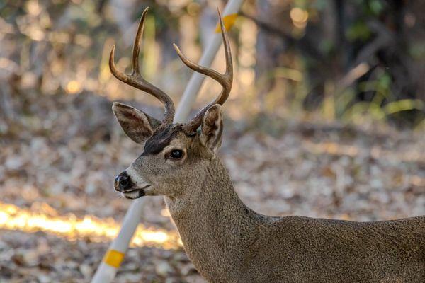 Rancho San Antonio Preserve