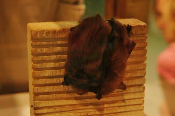 Brown bat