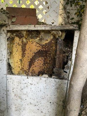 Bee removal from stucco wall