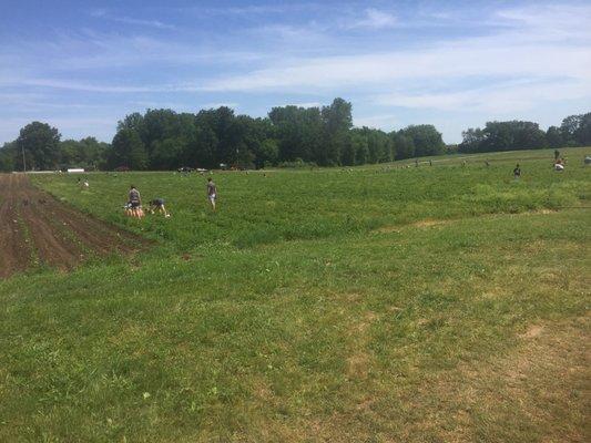 The big u-pick strawberry field!