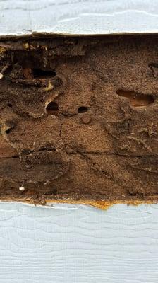 Carpenter ant infestation on the siding on the house.