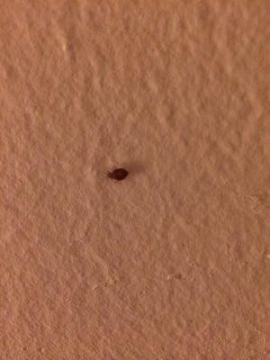 Bedbugs crawlingon the wall after the three "treatments" by an incompetent company they hired called Triple S