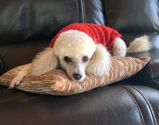 Pierre our poodle after his groom